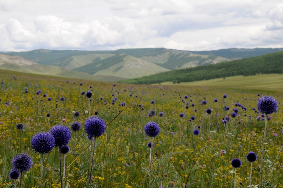 The flora of Mongolia