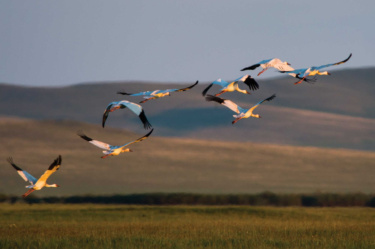 The wildlife of Mongolia